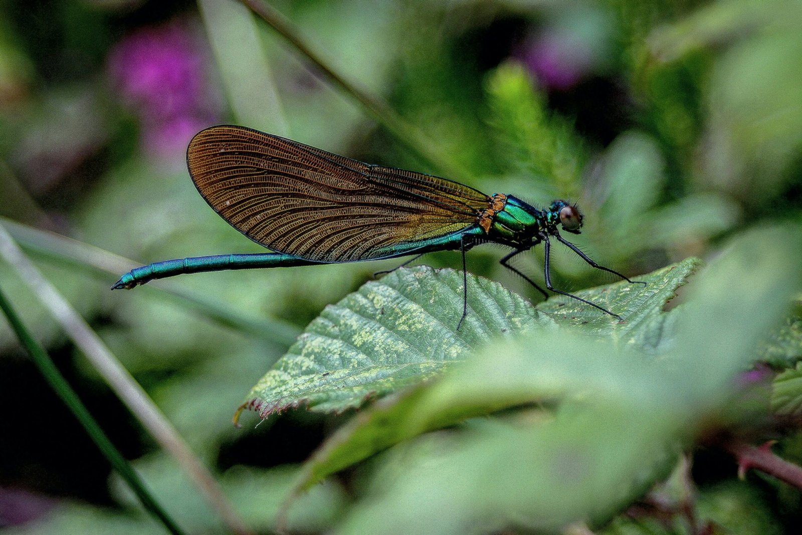 a blue and brown dragonfly sitting on a green leaf